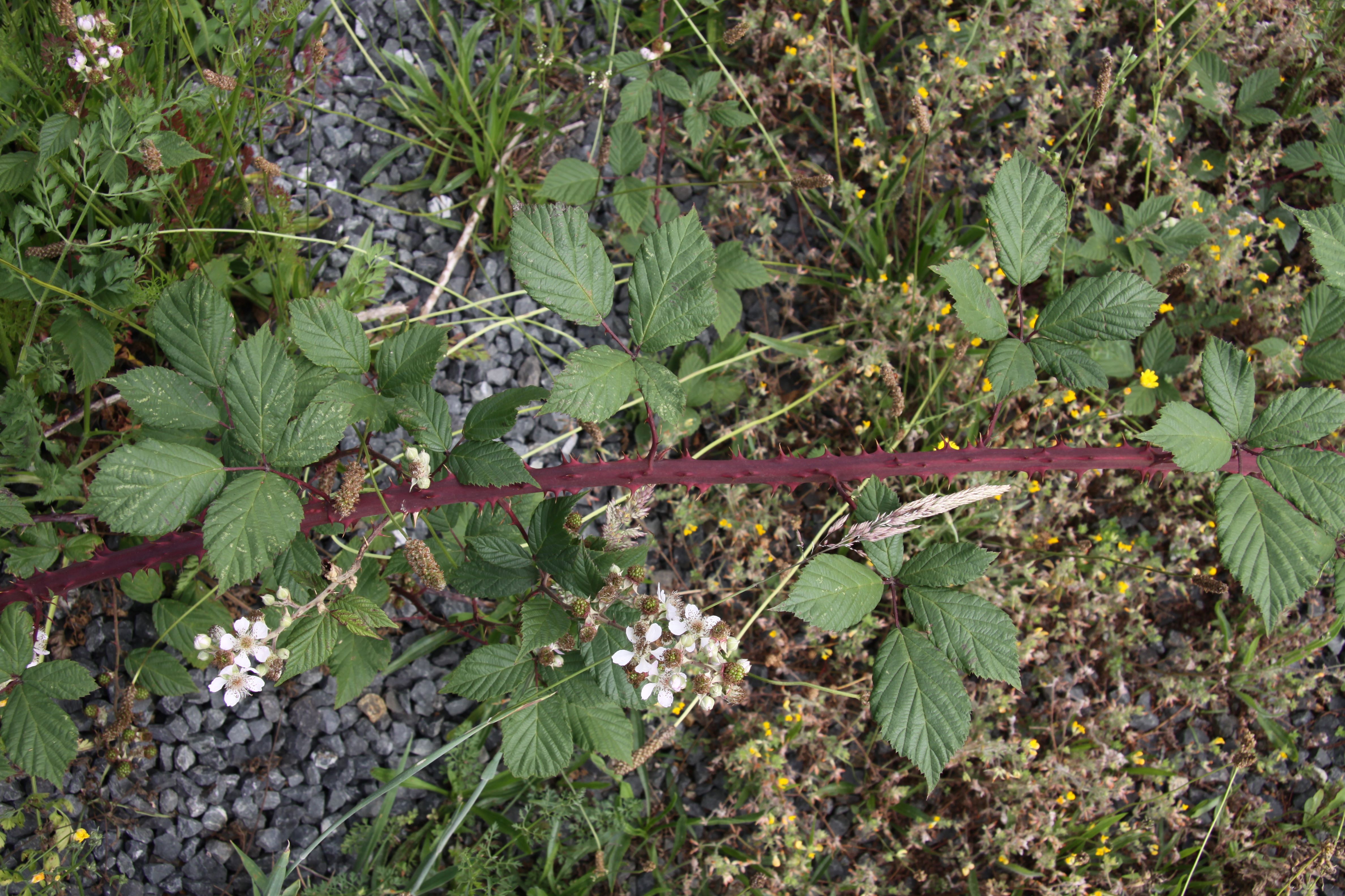blackberry-photo-3